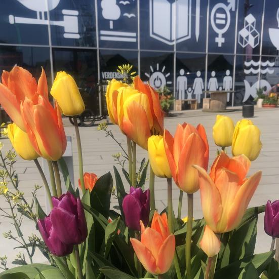 Tulipaner foran Verdensrummet