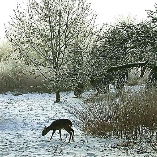 Vinterlandskab med et rådyr