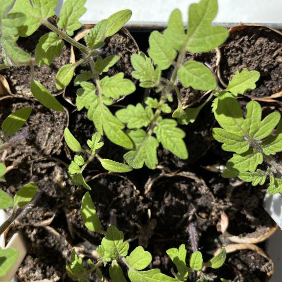 små tomatplanter