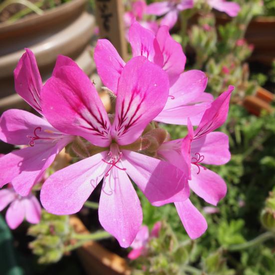 Lyserød blomst på duftpelargonie