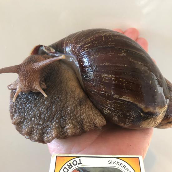 Kæmpesnegl på hånd