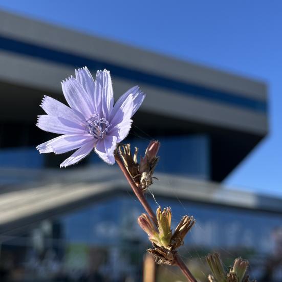 Cikorie i blomst
