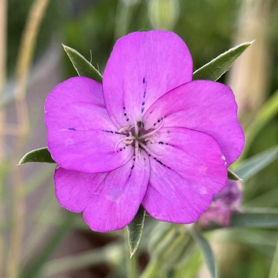 Klinte i blomst