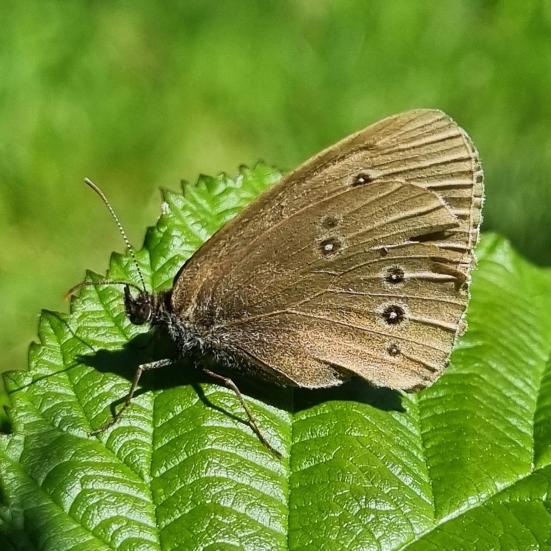 Niels Sandal, Engrandøje Moesgaard