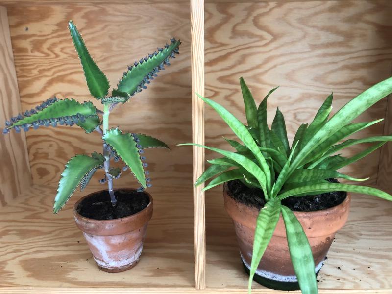 Potteplanter