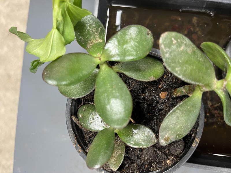 Lille ny potteplante af paradistræ