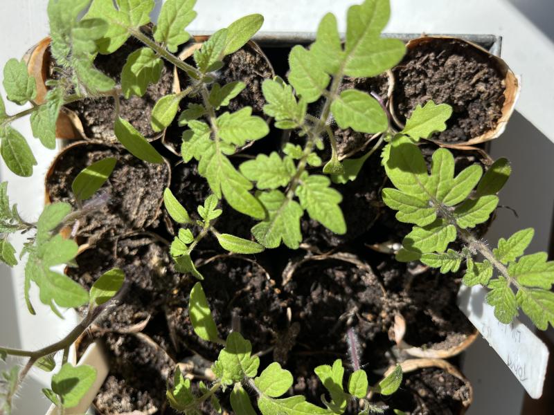 små tomatplanter