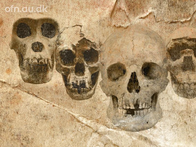Offentlige foredrag i Naturvedenskab - DNA og fossiler udvider vores stamtræ