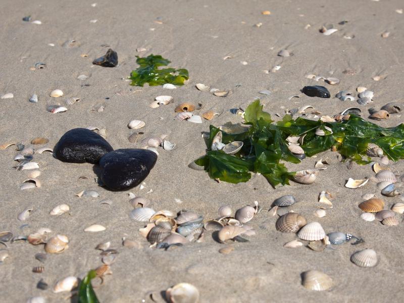 Muslinger og tang i strandkant.