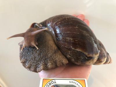 Kæmpesnegl på hånd