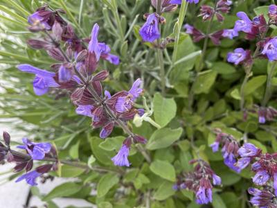 Salvie i blomst