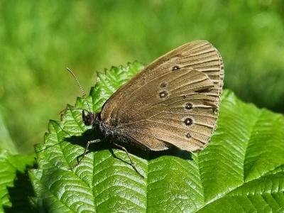 Niels Sandal, Engrandøje Moesgaard