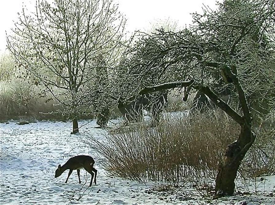 Vinterlandskab med et rådyr