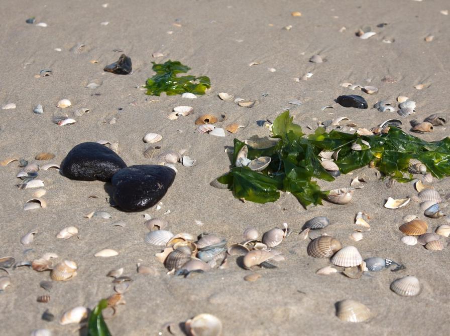 Muslinger og tang i strandkant.